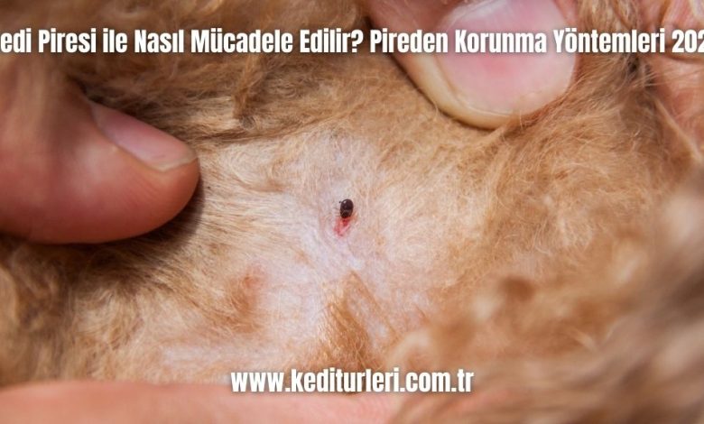 Kedi-Piresi-ile-Nasil-Mucadele-Edilir-Pireden-Korunma-Yontemleri-2024