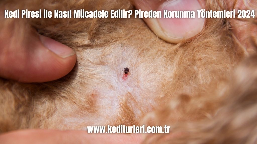 Kedi Piresi ile Nasıl Mücadele Edilir? Pireden Korunma Yöntemleri 2024