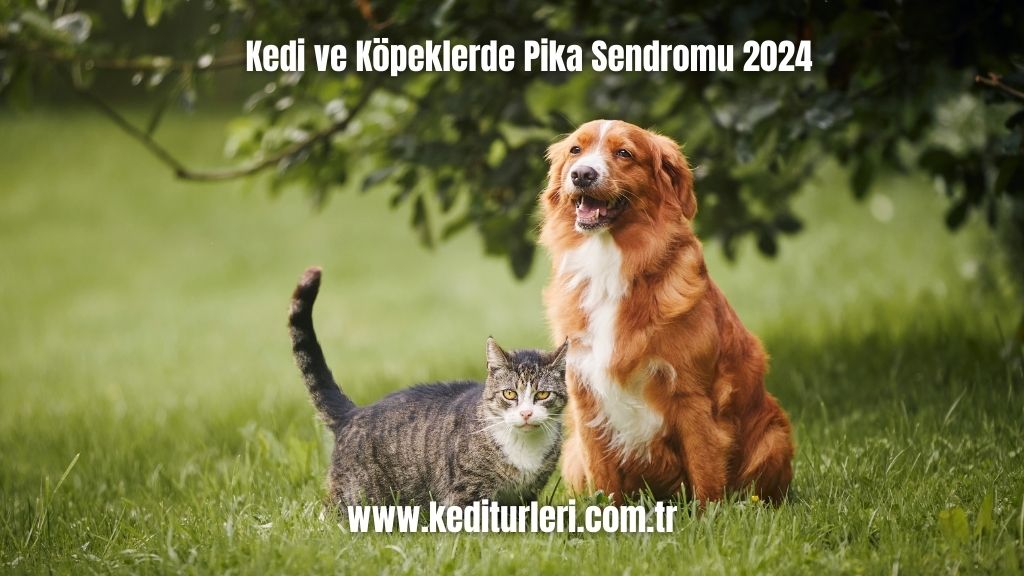 Pika Sendromu 2024 Kedi ve Köpeklerde 