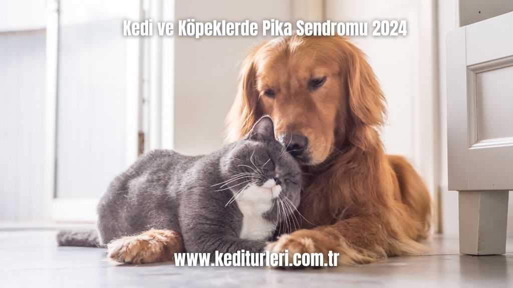 Pika Sendromu 2024 Kedi ve Köpeklerde 