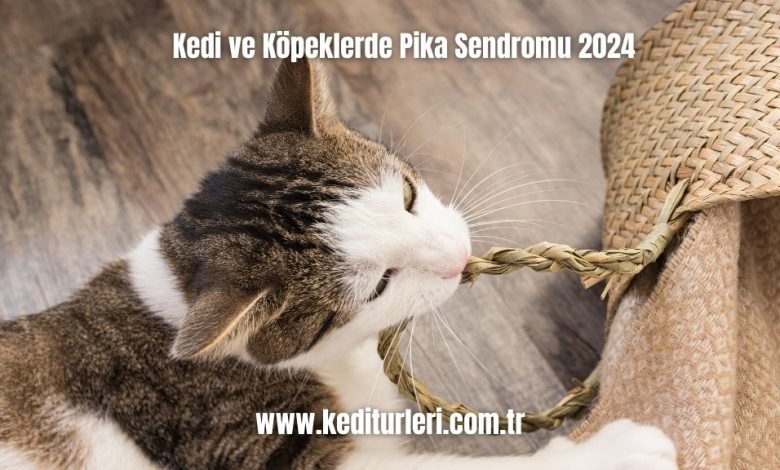 Kedi-ve-Kopeklerde-Pika-Sendromu-2024