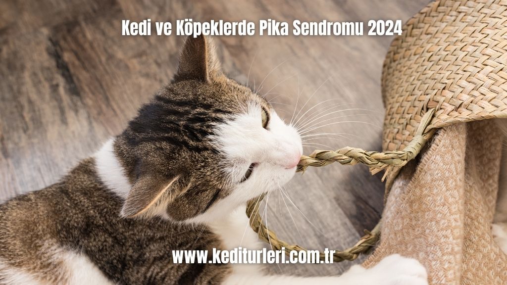 Pika Sendromu 2024 Kedi ve Köpeklerde 