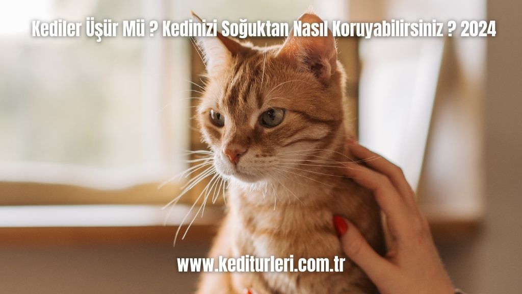 Kediler Üşür Mü ? Kedinizi Soğuktan Nasıl Koruyabilirsiniz ? 2024