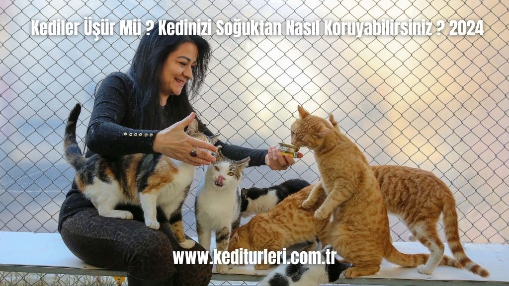 Kediler Üşür Mü ? Kedinizi Soğuktan Nasıl Koruyabilirsiniz ? 2024