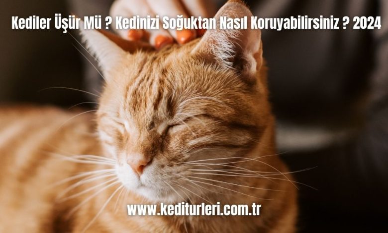 Kediler-Usur-Mu-Kedinizi-Soguktan-Nasil-Koruyabilirsiniz-2024