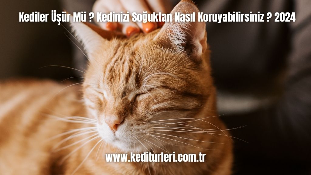 Kediler Üşür Mü ? Kedinizi Soğuktan Nasıl Koruyabilirsiniz ? 2024