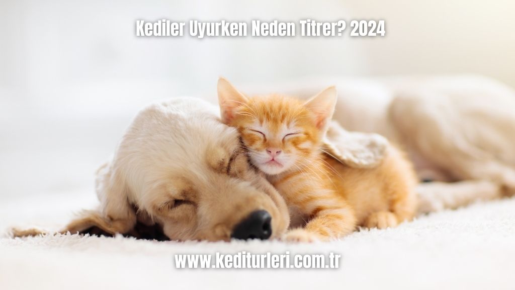 Kediler Uyurken Neden Titrer? 2024