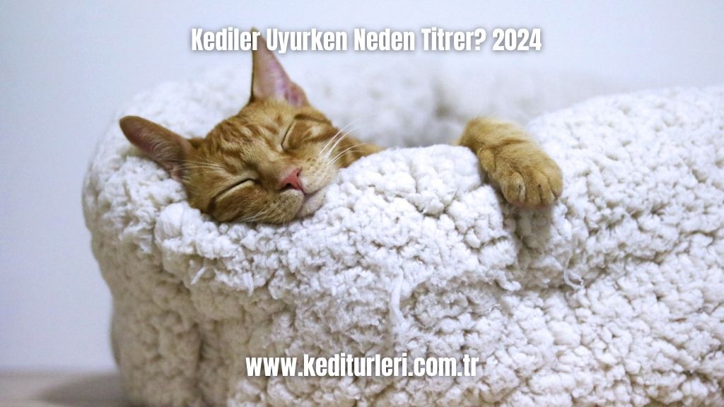 Kediler Uyurken Neden Titrer? 2024