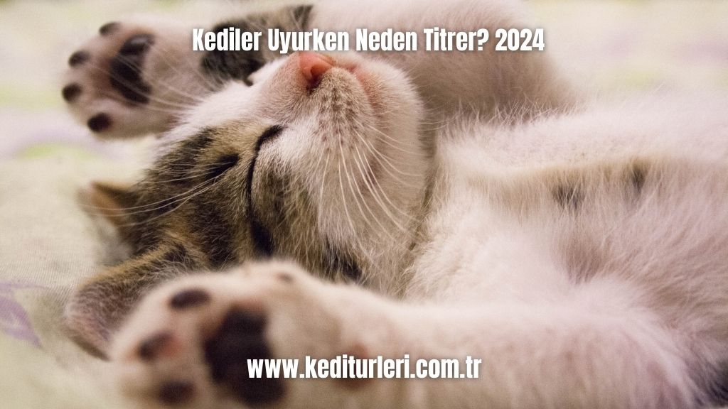 Kediler Uyurken Neden Titrer? 2024