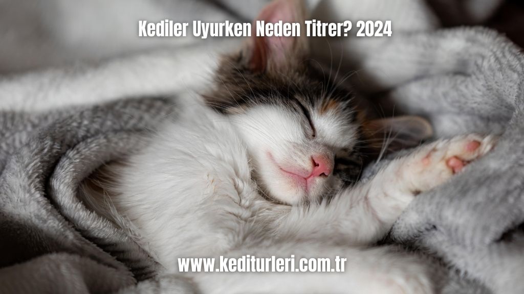 Kediler Uyurken Neden Titrer? 2024
