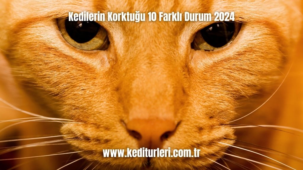 Kedilerin Korktuğu 10 Farklı Durum 2024
