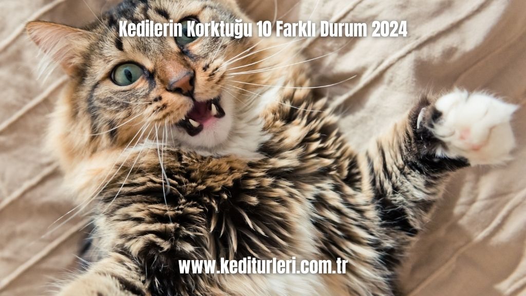 Kedilerin Korktuğu 10 Farklı Durum 2024