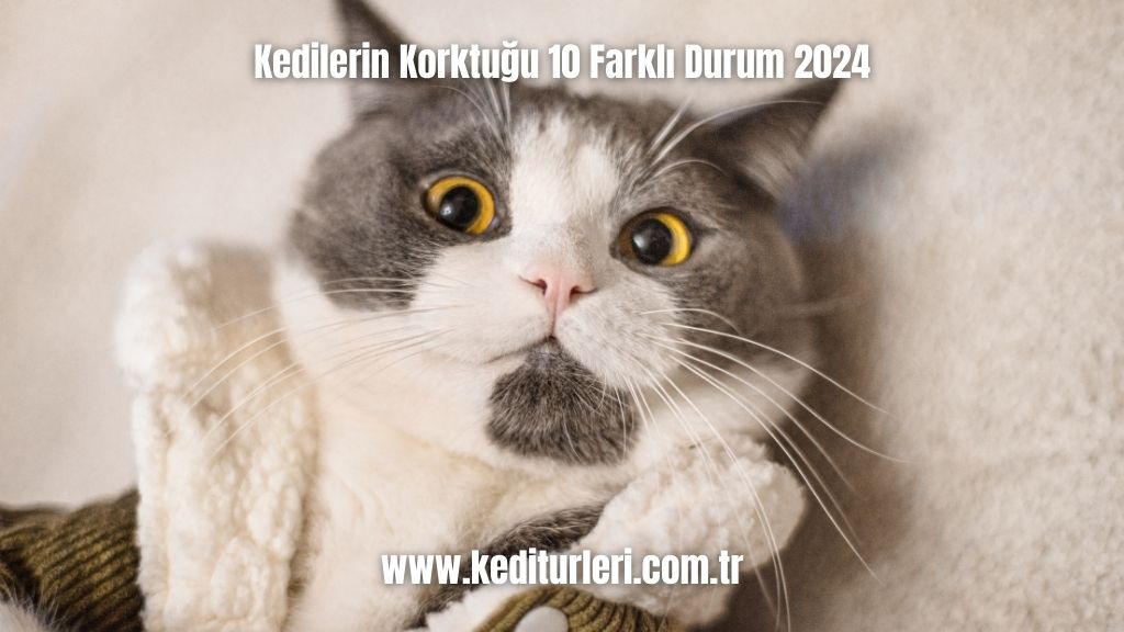 Kedilerin Korktuğu 10 Farklı Durum 2024
