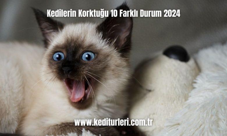 Kedilerin-Korktugu-10-Farkli-Durum-2024