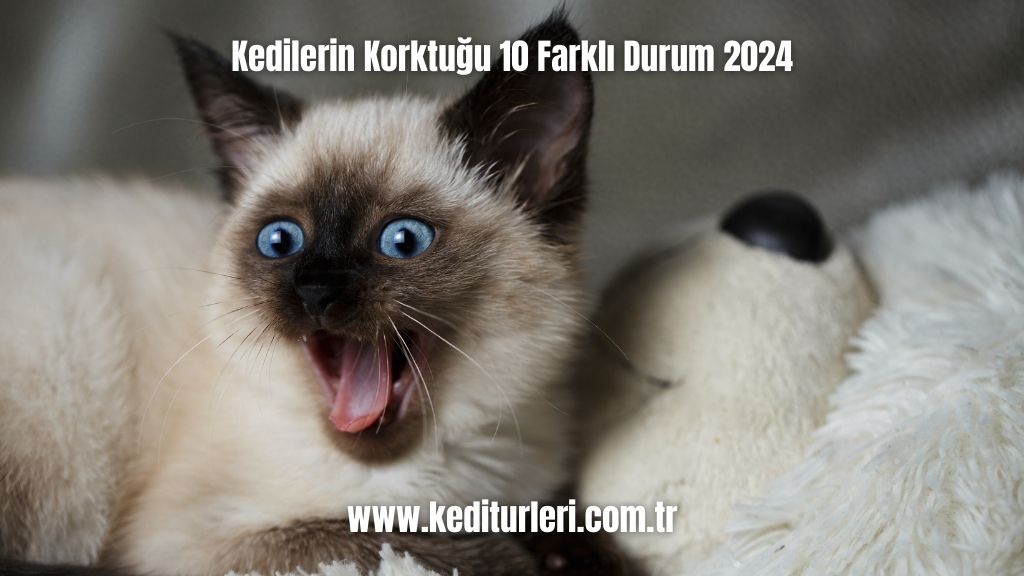 Kedilerin Korktuğu 10 Farklı Durum 2024