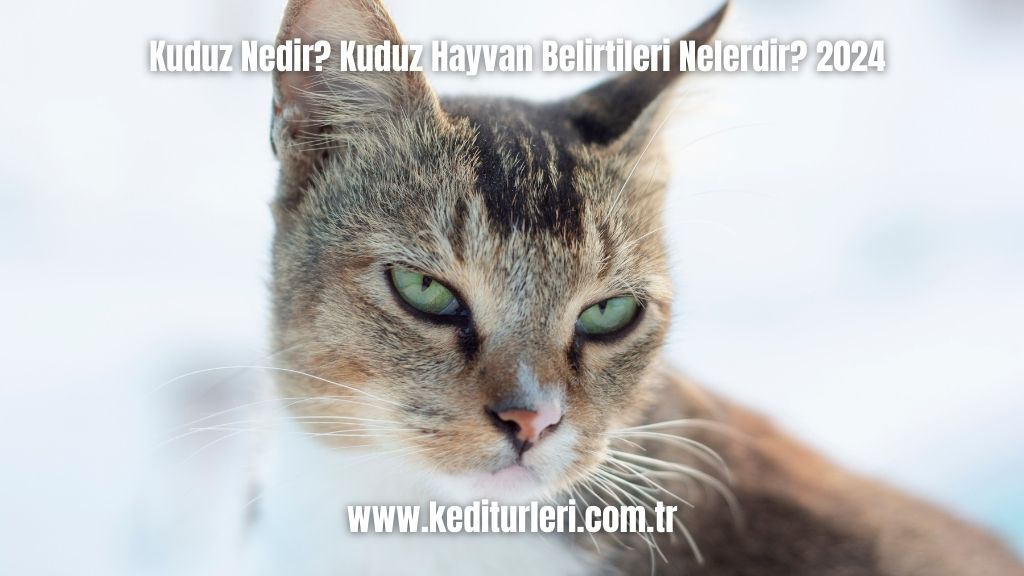 Kuduz Nedir? Kuduz Hayvan Belirtileri Nelerdir? 2024