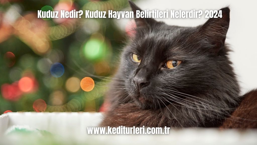 Kuduz Nedir? Kuduz Hayvan Belirtileri Nelerdir? 2024