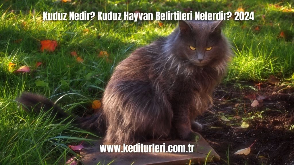 Kuduz Nedir? Kuduz Hayvan Belirtileri Nelerdir? 2024