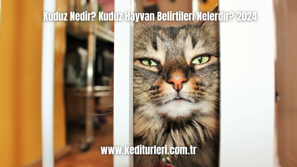 Kuduz Nedir? Kuduz Hayvan Belirtileri Nelerdir? 2024