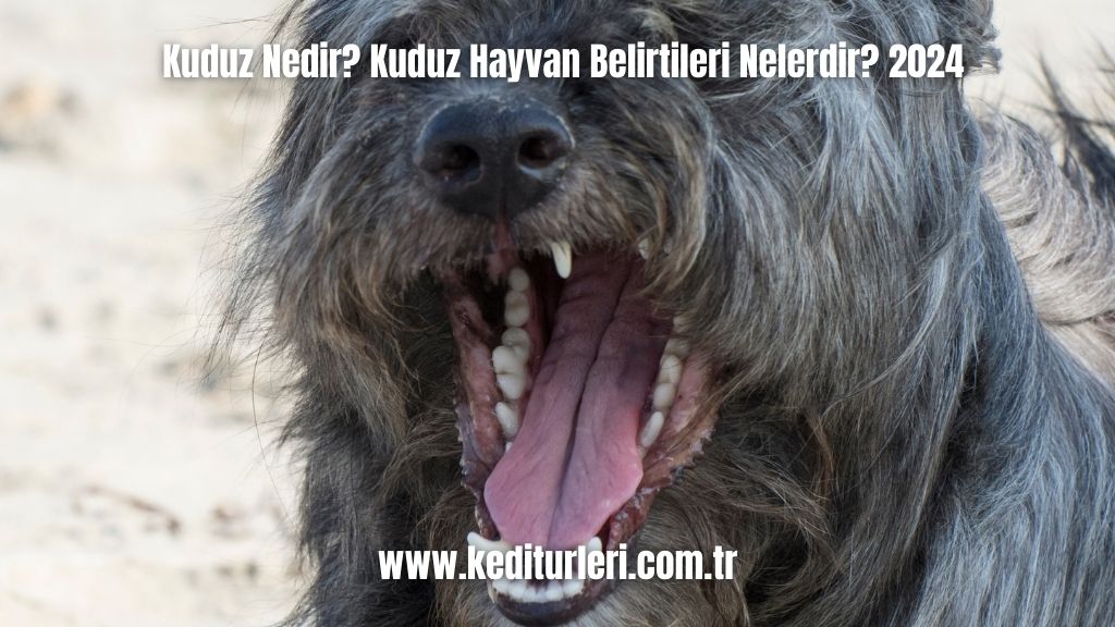 Kuduz Nedir? Kuduz Hayvan Belirtileri Nelerdir? 2024