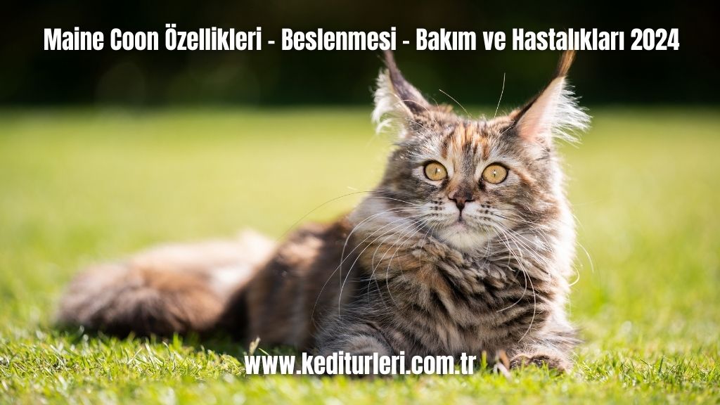 Maine Coon Özellikleri - Beslenmesi - Bakım ve Hastalıkları 2024