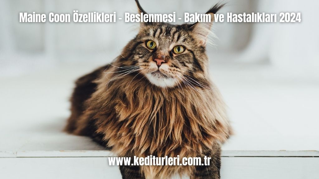 Maine Coon Özellikleri - Beslenmesi - Bakım ve Hastalıkları 2024