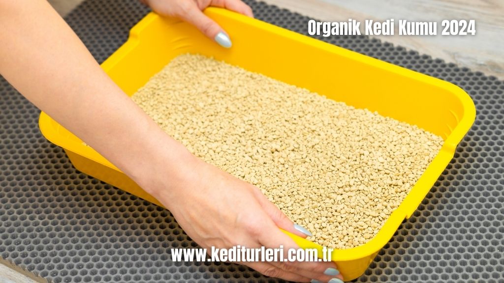 Organik Kedi Kumu