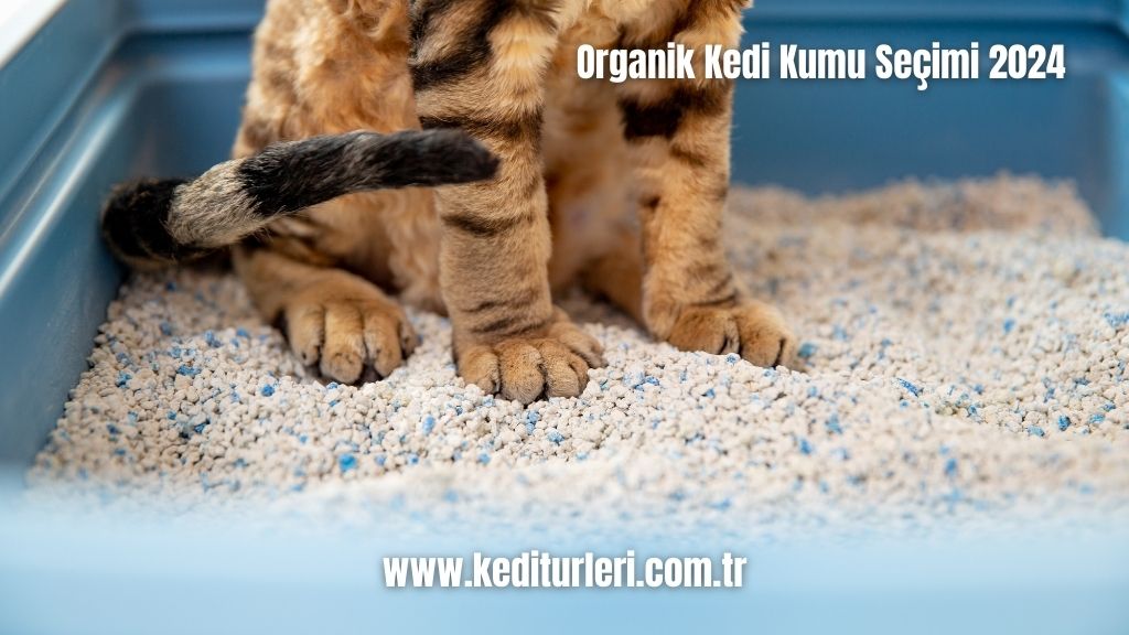Organik Kedi Kumu Seçimi 2024