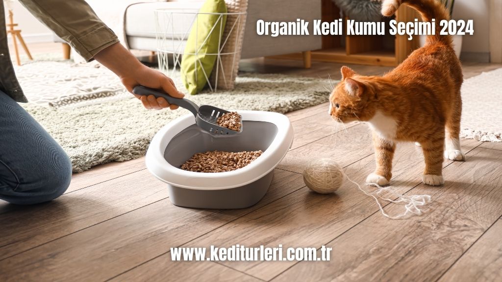 Organik Kedi Kumu Seçimi 2024