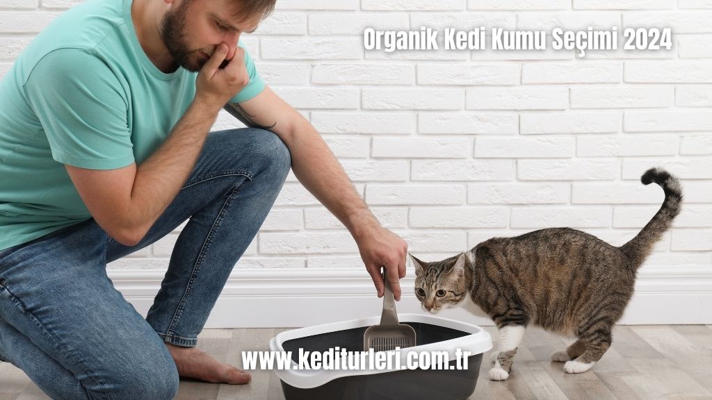 Organik Kedi Kumu Seçimi 2024
