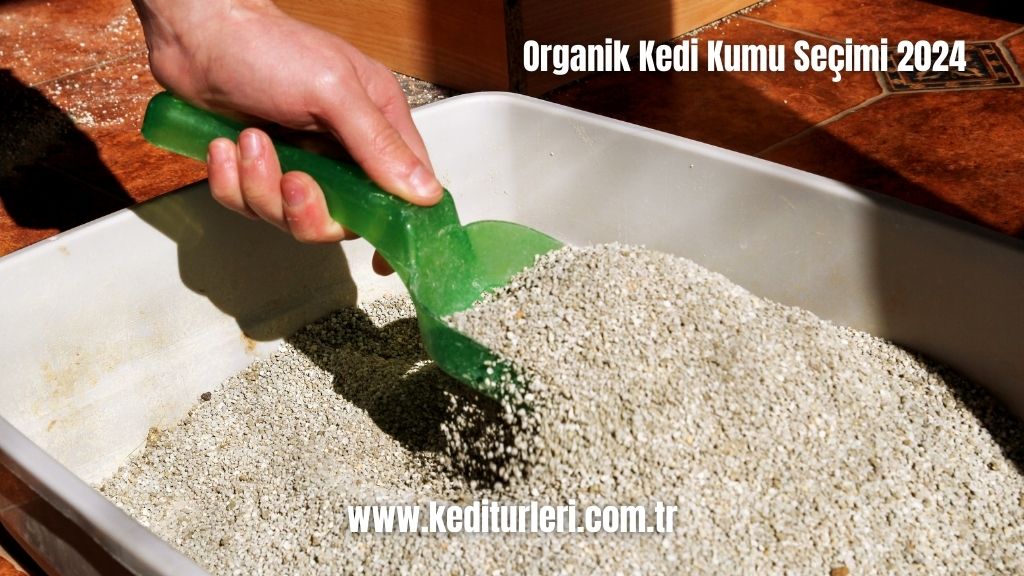 Organik Kedi Kumu Seçimi 2024