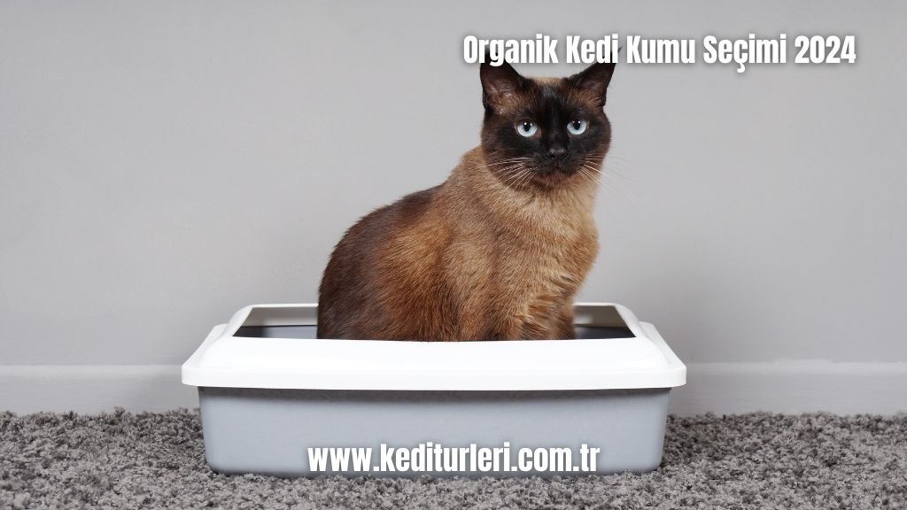 Organik Kedi Kumu Seçimi 2024