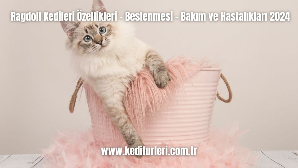 Ragdoll Kedileri Özellikleri - Beslenmesi - Bakım ve Hastalıkları 2024