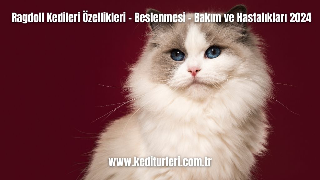 Ragdoll Kedileri Özellikleri - Beslenmesi - Bakım ve Hastalıkları 2024