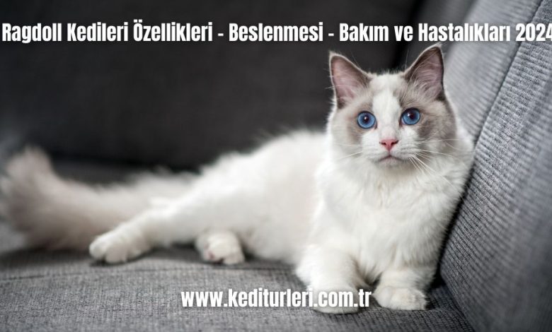 Ragdoll-Kedileri-Ozellikleri-Beslenmesi-Bakim-ve-Hastaliklari-2024