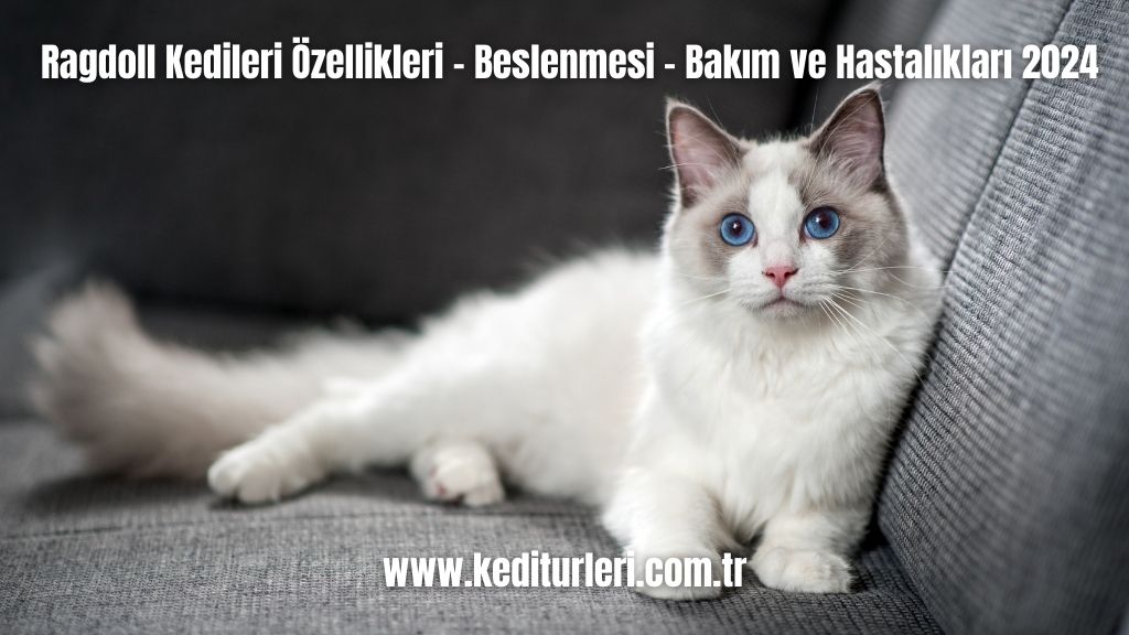 Ragdoll Kedileri Özellikleri - Beslenmesi - Bakım ve Hastalıkları 2024