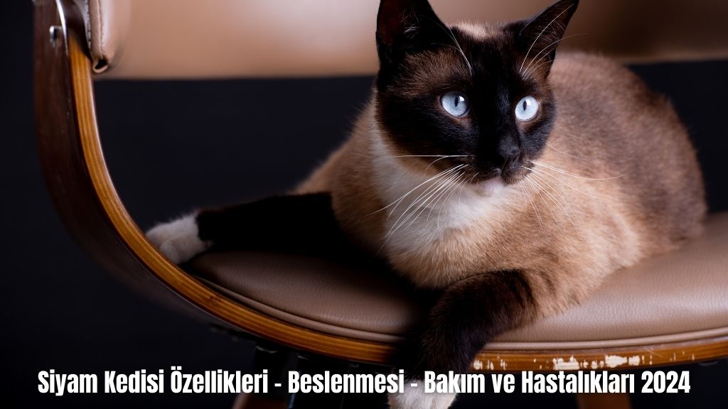 Siyam Kedisi Özellikleri - Beslenmesi - Bakım ve Hastalıkları 2024