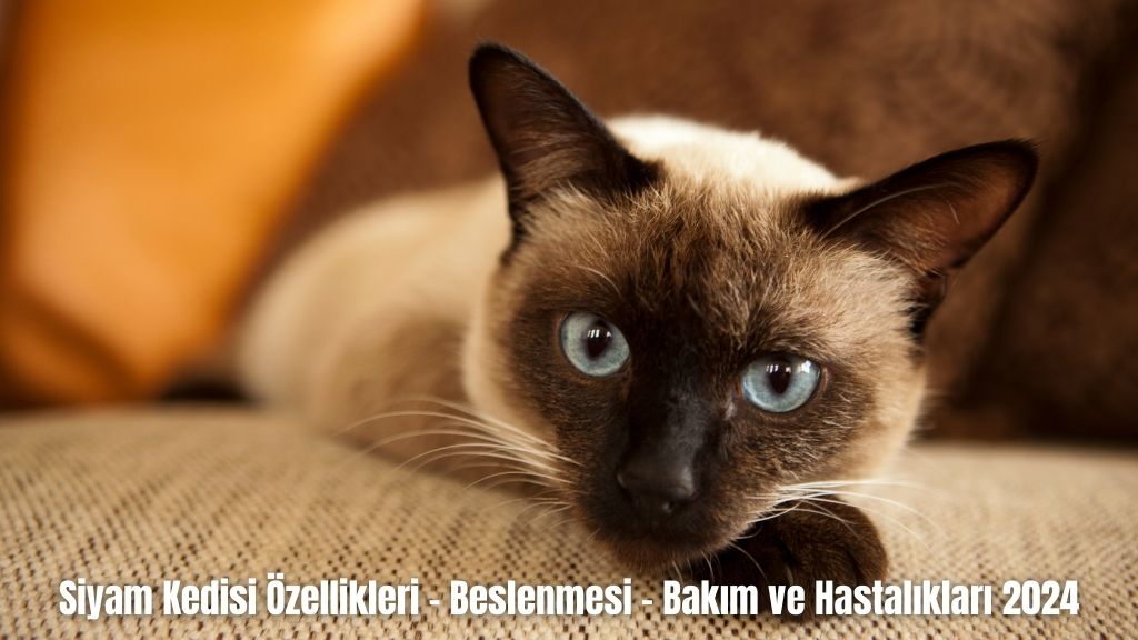 Siyam Kedisi Özellikleri - Beslenmesi - Bakım ve Hastalıkları 2024