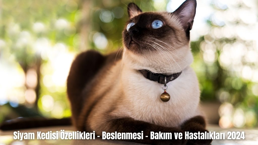 Siyam Kedisi Özellikleri - Beslenmesi - Bakım ve Hastalıkları 2024