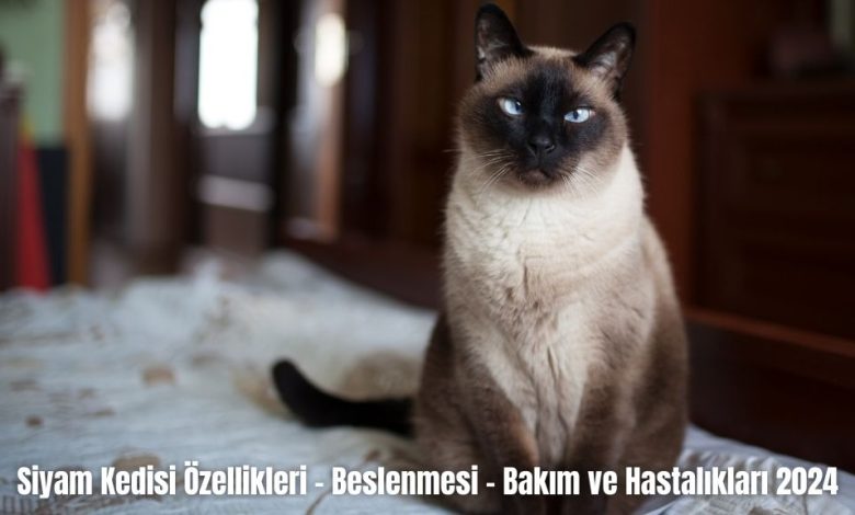 Siyam-Kedisi-Ozellikleri-Beslenmesi-Bakim-ve-Hastaliklari-2024