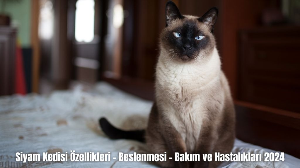 Siyam Kedisi Özellikleri - Beslenmesi - Bakım ve Hastalıkları 2024