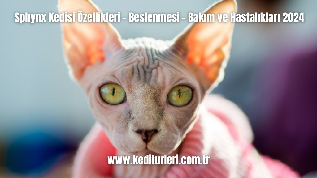 Sphynx Kedisi