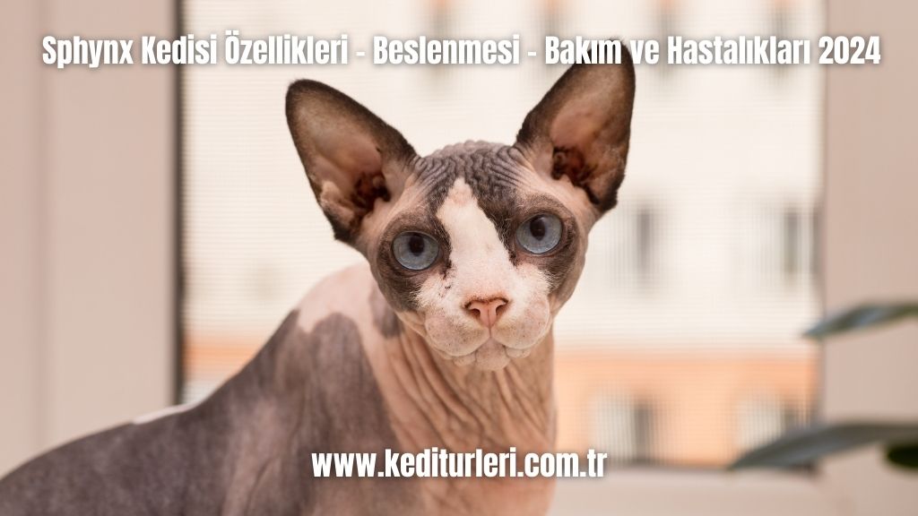 Sphynx Kedisi