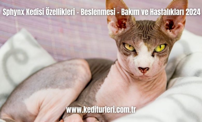 Sphynx-Kedisi-Ozellikleri-Beslenmesi-Bakim-ve-Hastaliklari-2024