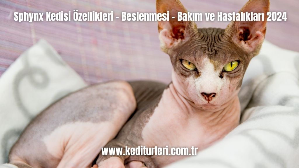 Sphynx Kedisi