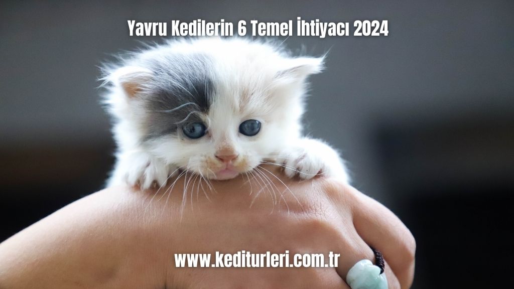 Yavru Kedilerin 6 Temel İhtiyacı 2024