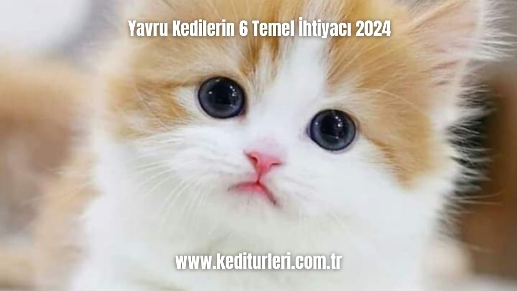 Yavru Kedilerin 6 Temel İhtiyacı 2024