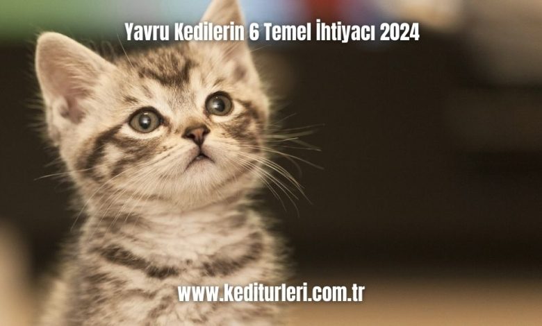 Yavru-Kedilerin-6-Temel-Ihtiyaci-2024