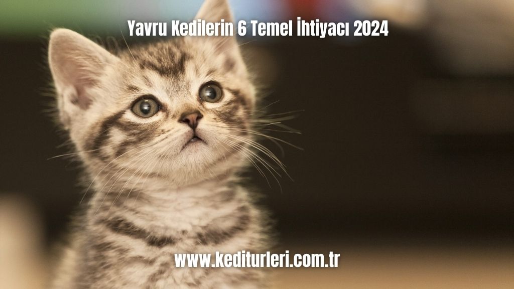 Yavru Kedilerin 6 Temel İhtiyacı 2024