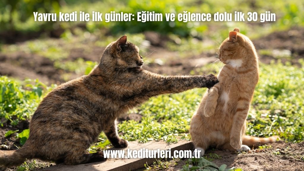 Yavru kedi ile ilk günler: Eğitim ve eğlence dolu ilk 30 gün